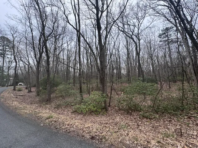 a view of a forest filled with trees