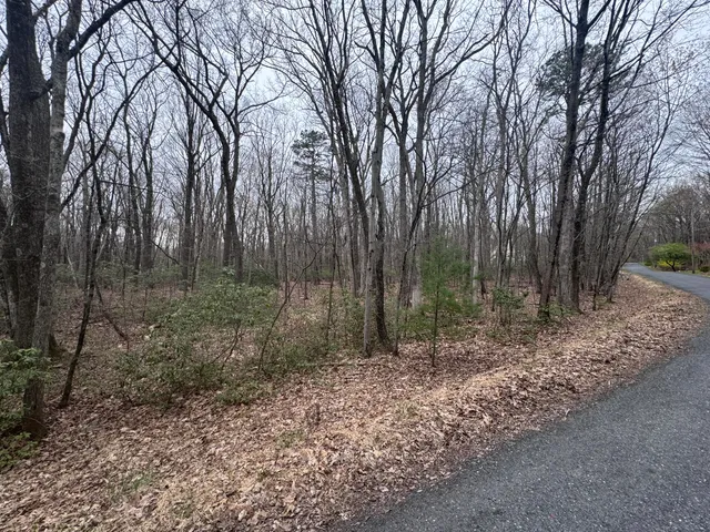 a view of a forest with trees in the background