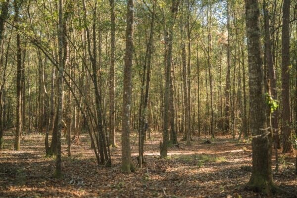 81.71-ac Bold Springs Road Ochlocknee, GA 31773 - Photo 9 of 18 Gallery Image 9