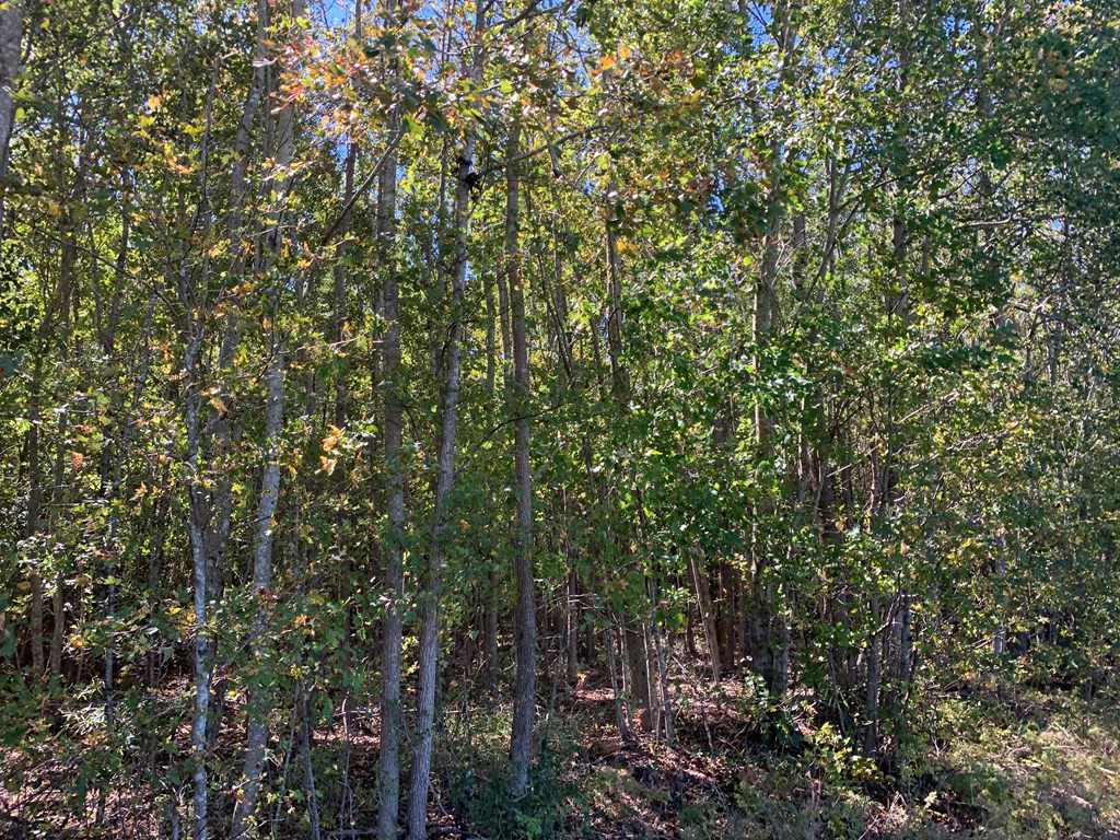 0 Lower Lee School Road Mayesville, SC 29104 - Photo 2 of 6 Gallery Image 2