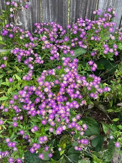 $675,000 | 5421 Maggie Run Lane, Fuquay-Varina, NC 27526