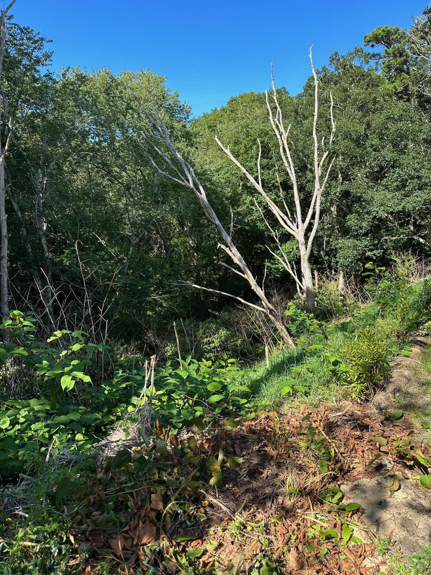 135 Old Truro Road Wellfleet, MA 02667 - Photo 5 of 38 a view of a green field with lots of bushes