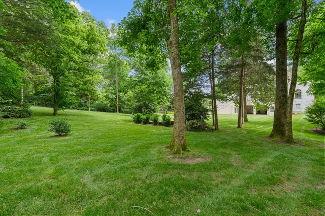 a view of a park with a tree