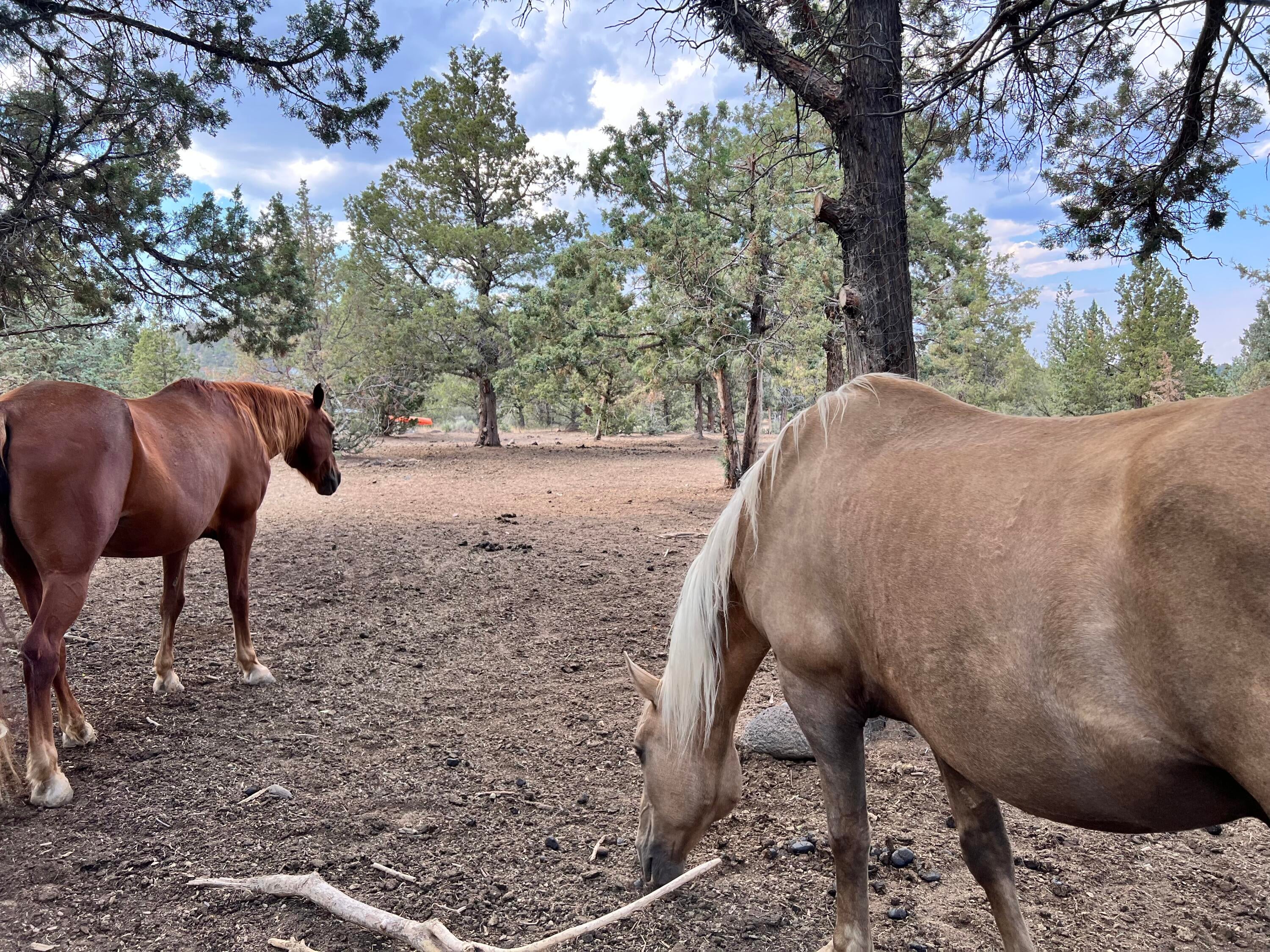 64570 Research Road Bend, OR 97703 - Photo 6 of 60 Horses in paddock