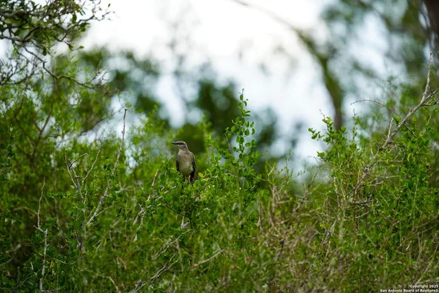 a close up of a plant