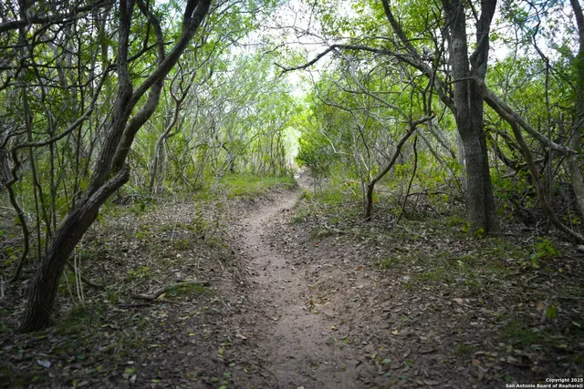 a view of a yard with lots of trees
