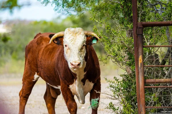 $1,480,000 | 12937 Farm To Market Road 743, Kenedy, TX 78119