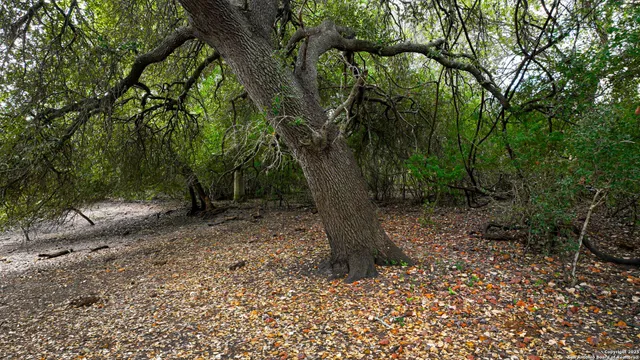 a view of a forest with trees