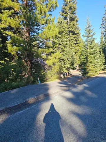 a view of a yard with a tree