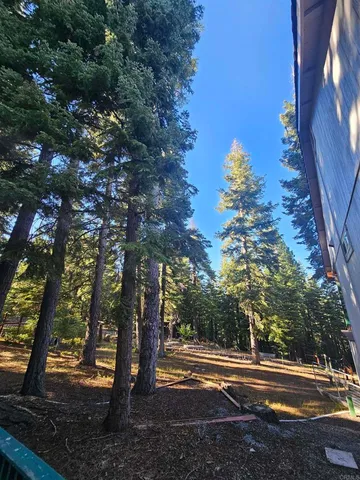 a view of a yard with plants and trees