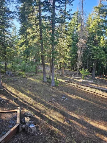 a view of a yard with large trees