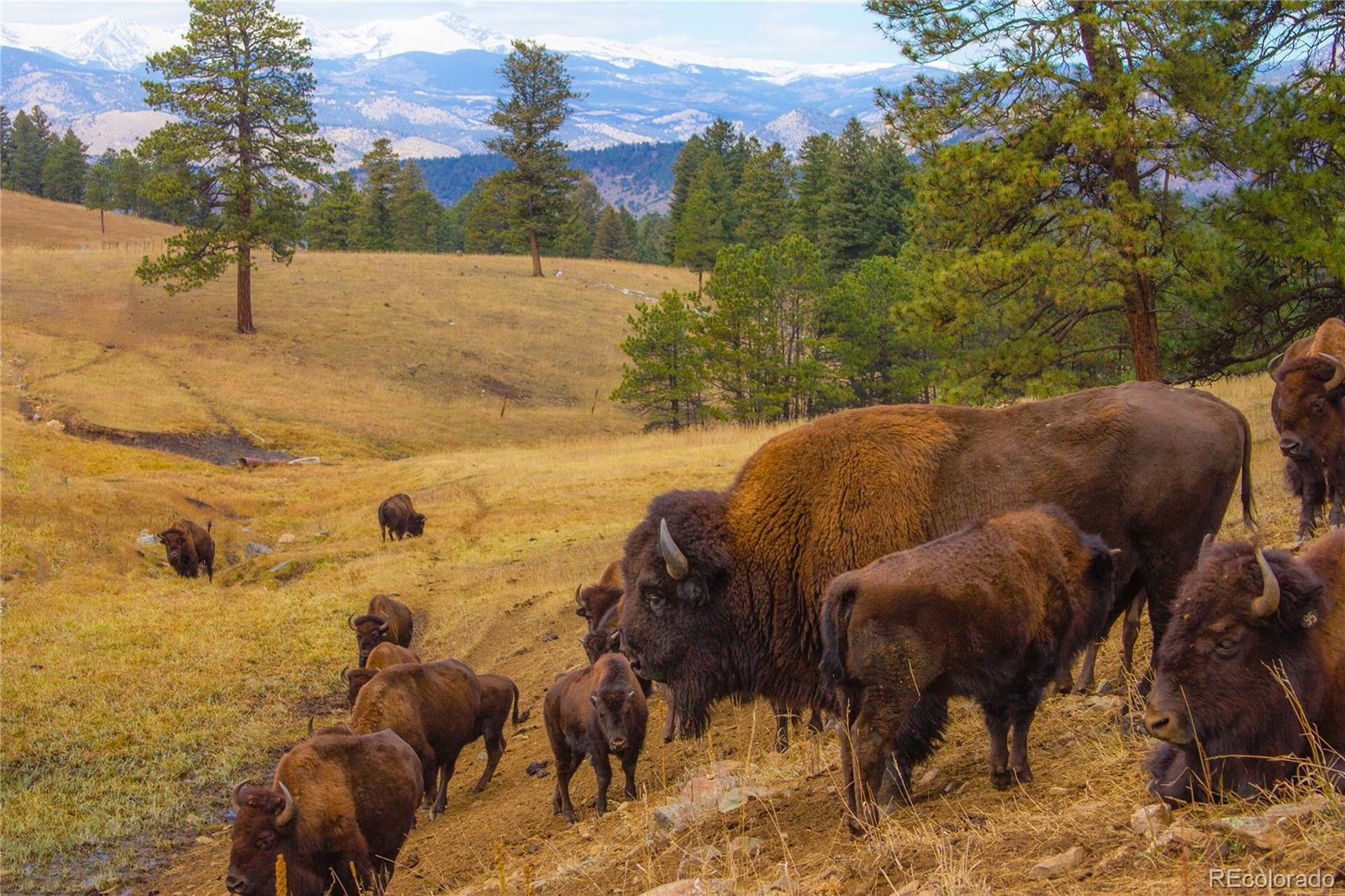 974 Spring Ranch Drive Golden, CO 80401 - Photo 35 of 35 a view of an outdoor space and yard