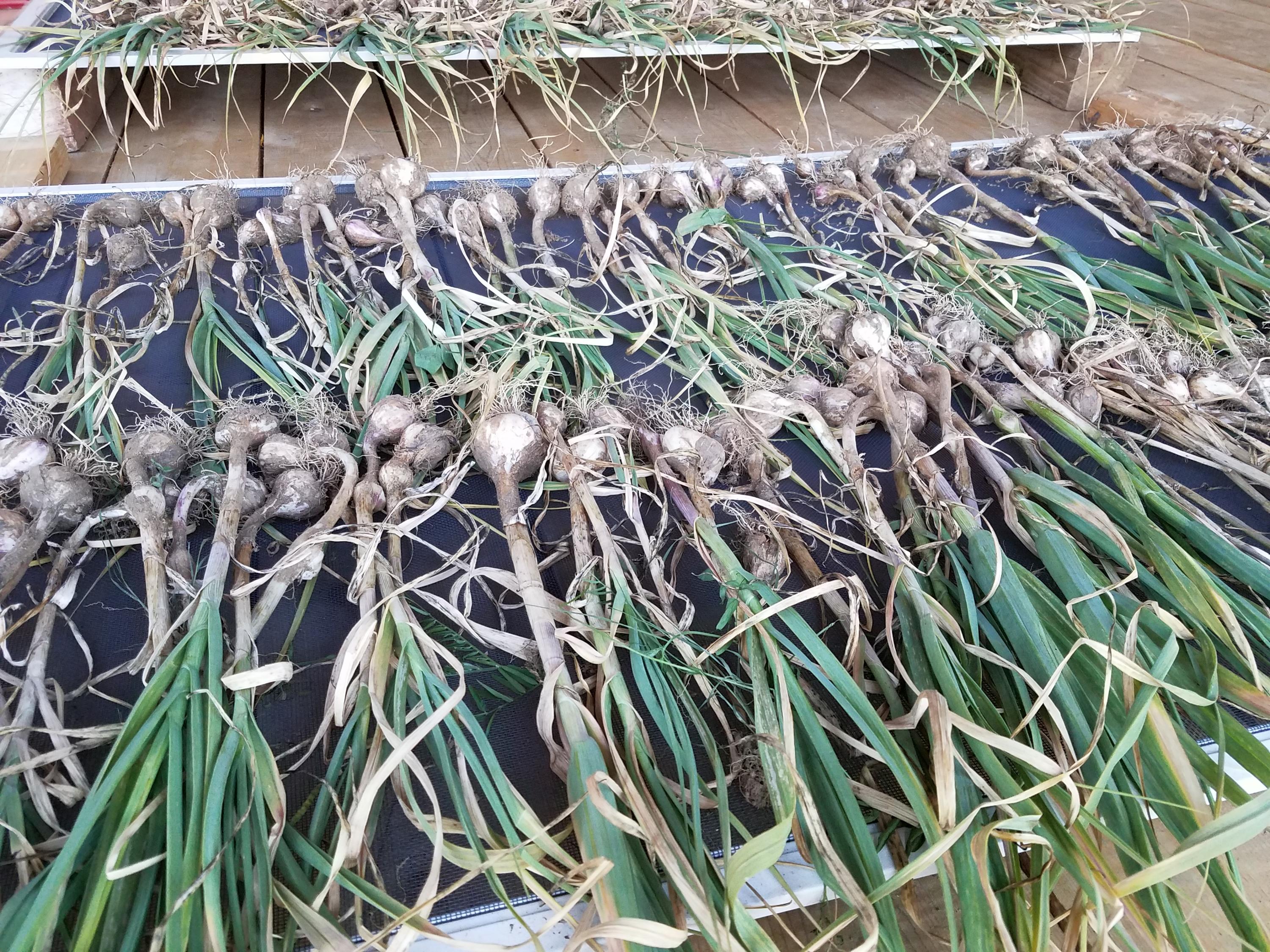 487 Airline Road Ellsworth, ME 04605 - Photo 51 of 61 Garlic