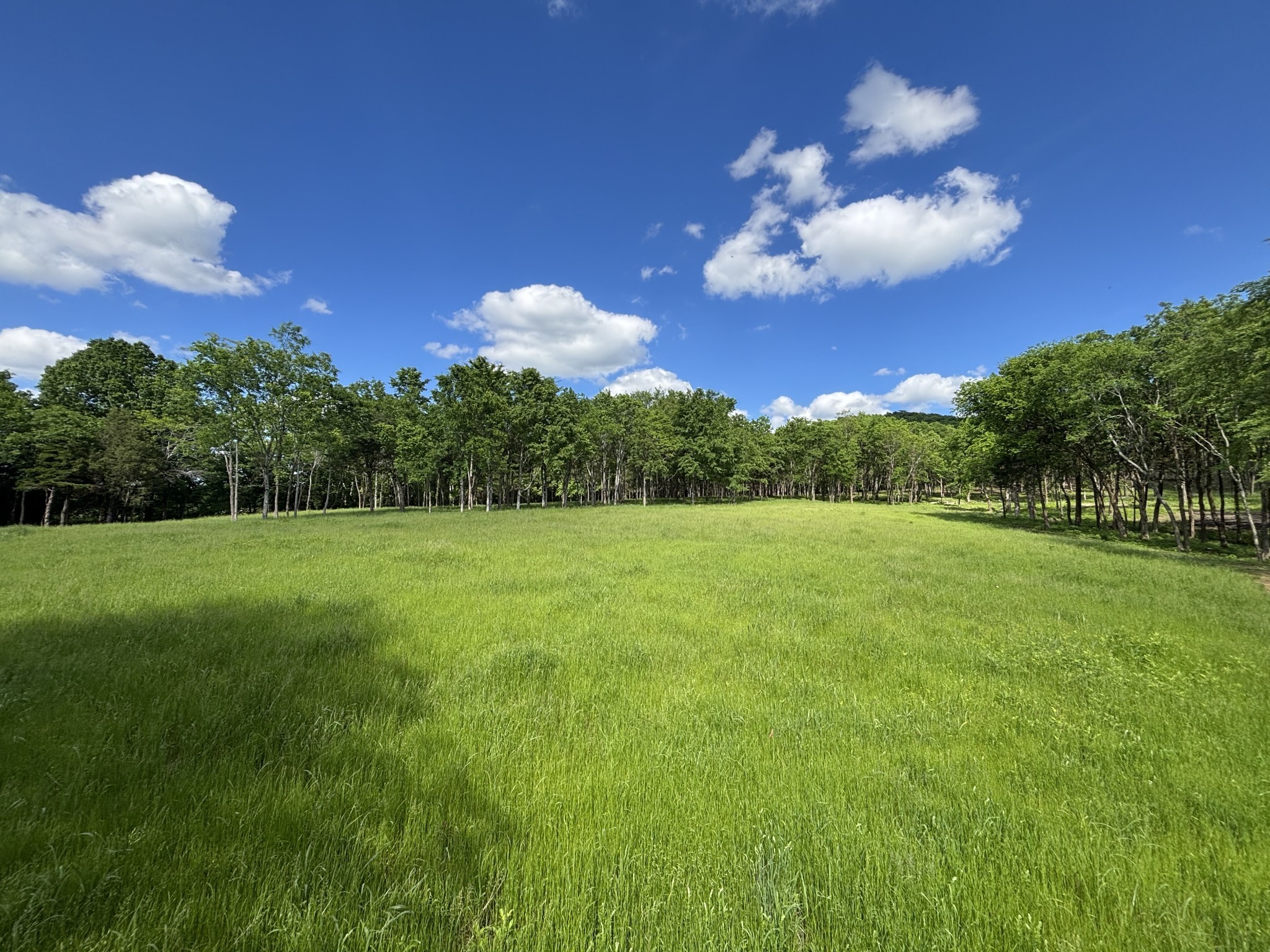 a view of a big yard with a large tree