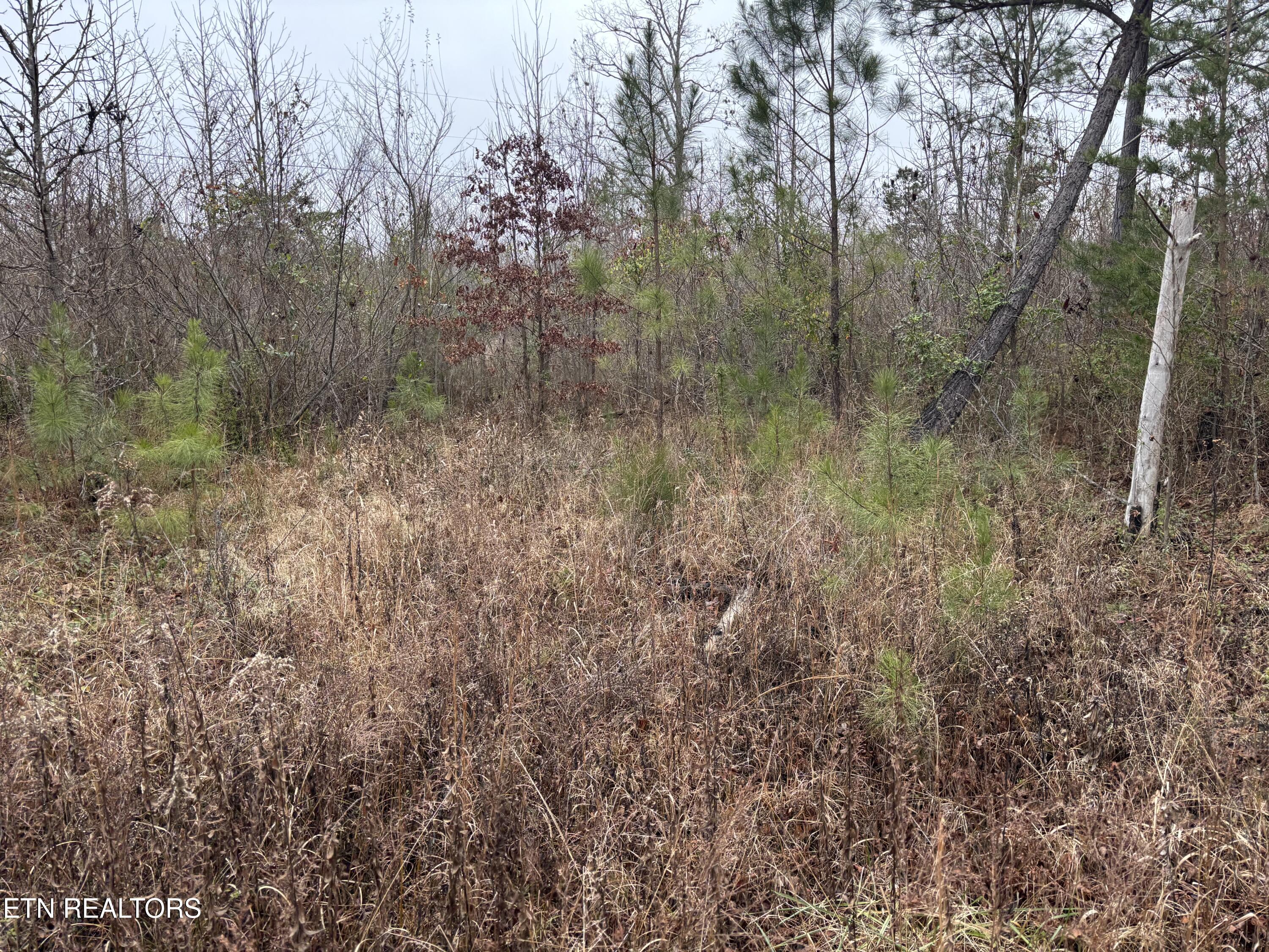 Everett Lane Robbins, TN 37852 - Photo 2 of 4 IMG_4381