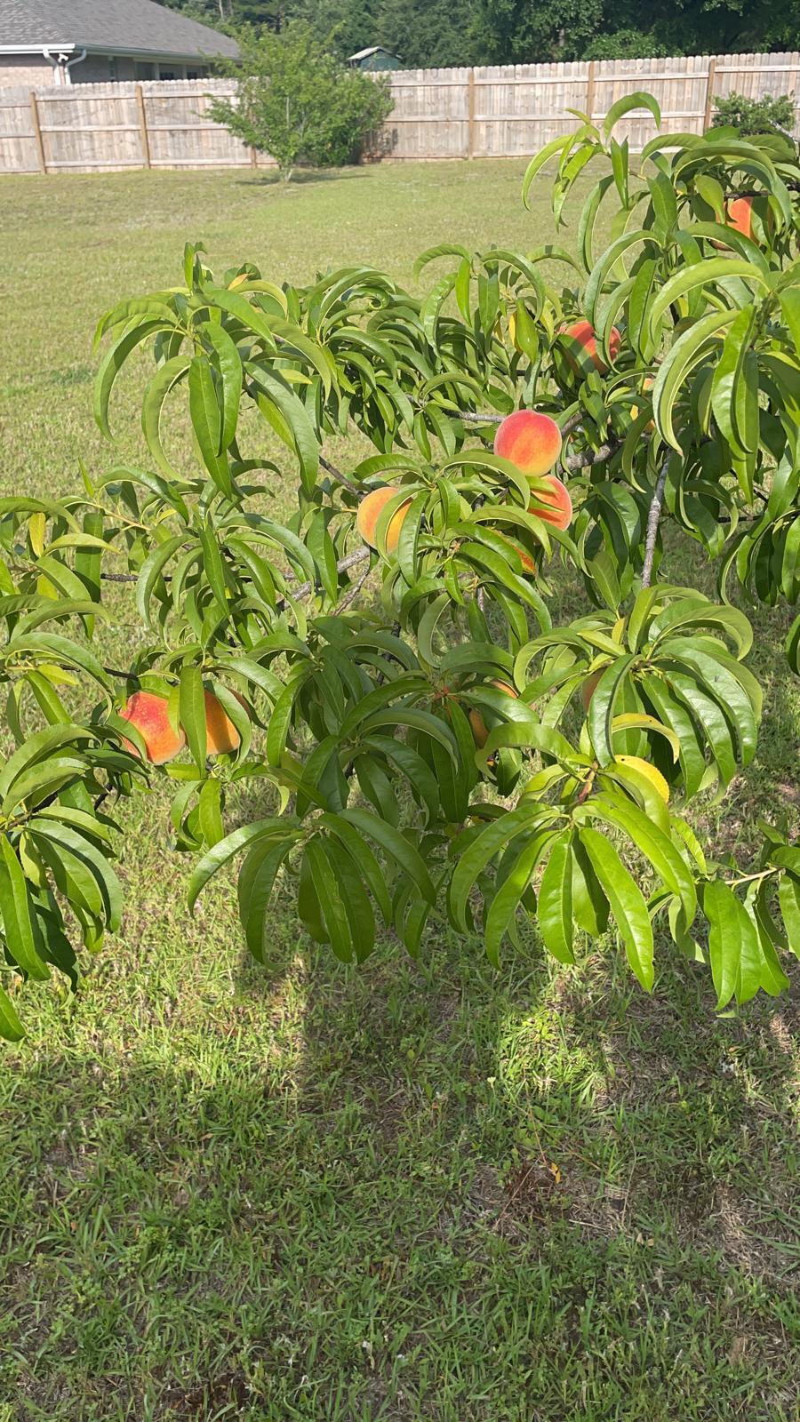 3505 Shirey Court Crestview, FL 32539 - Photo 37 of 37 Three peach trees