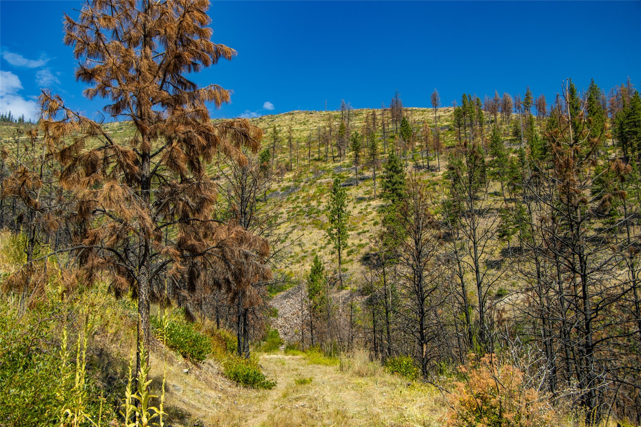 Tbd McLaughlin Creek Road Plains, MT 59859 - Photo 18 of 40 Gallery Image 18