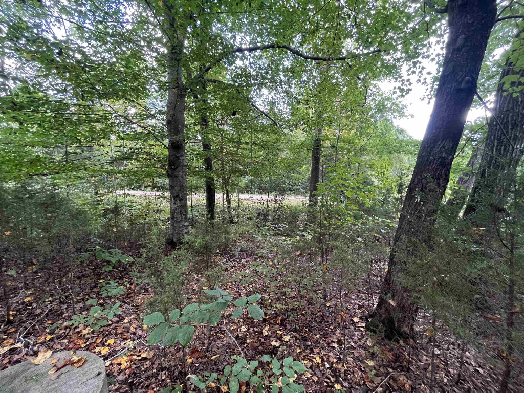 1788 Beechtree Trail Kittrell, NC 27544 - Photo 6 of 10 a view of a forest with lots of trees