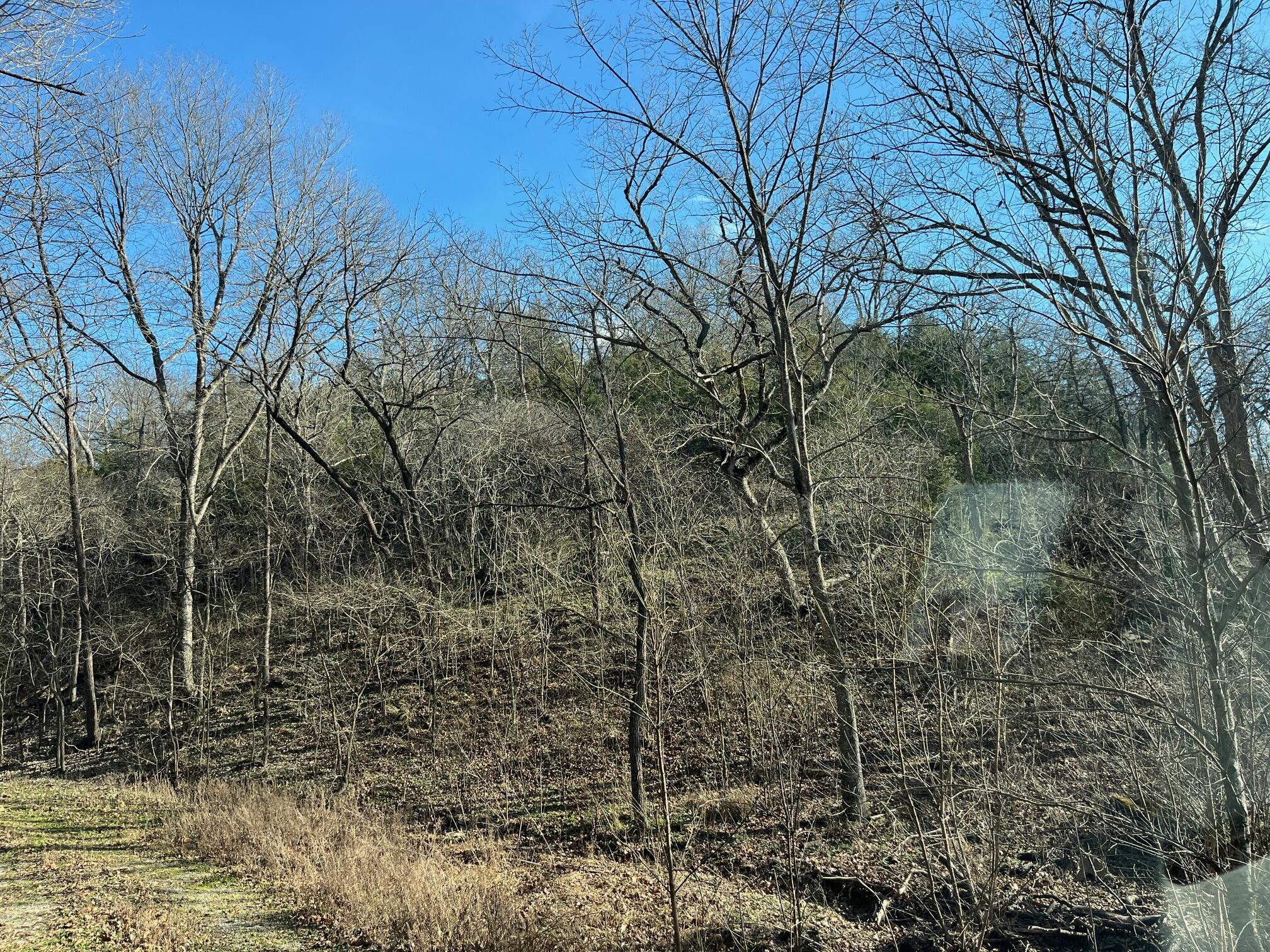 615 Thomas Hollow Road Exeter, MO 65647 - Photo 15 of 82 wooded
