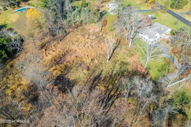 a view of a yard with plants and large trees