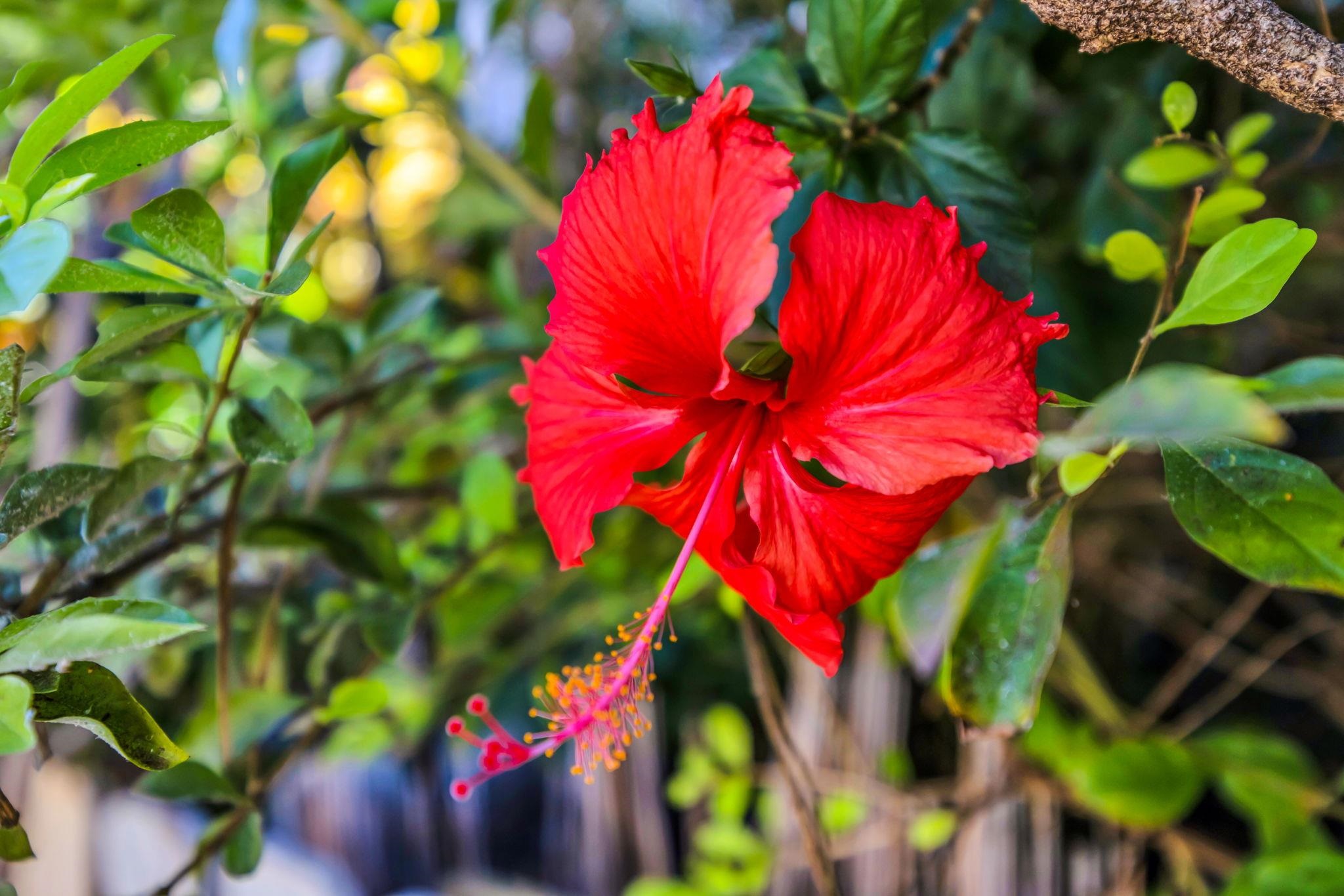140 Uwapo Road, Unit 36104 Kihei, HI 96753 - Photo 22 of 33 a view of a flower