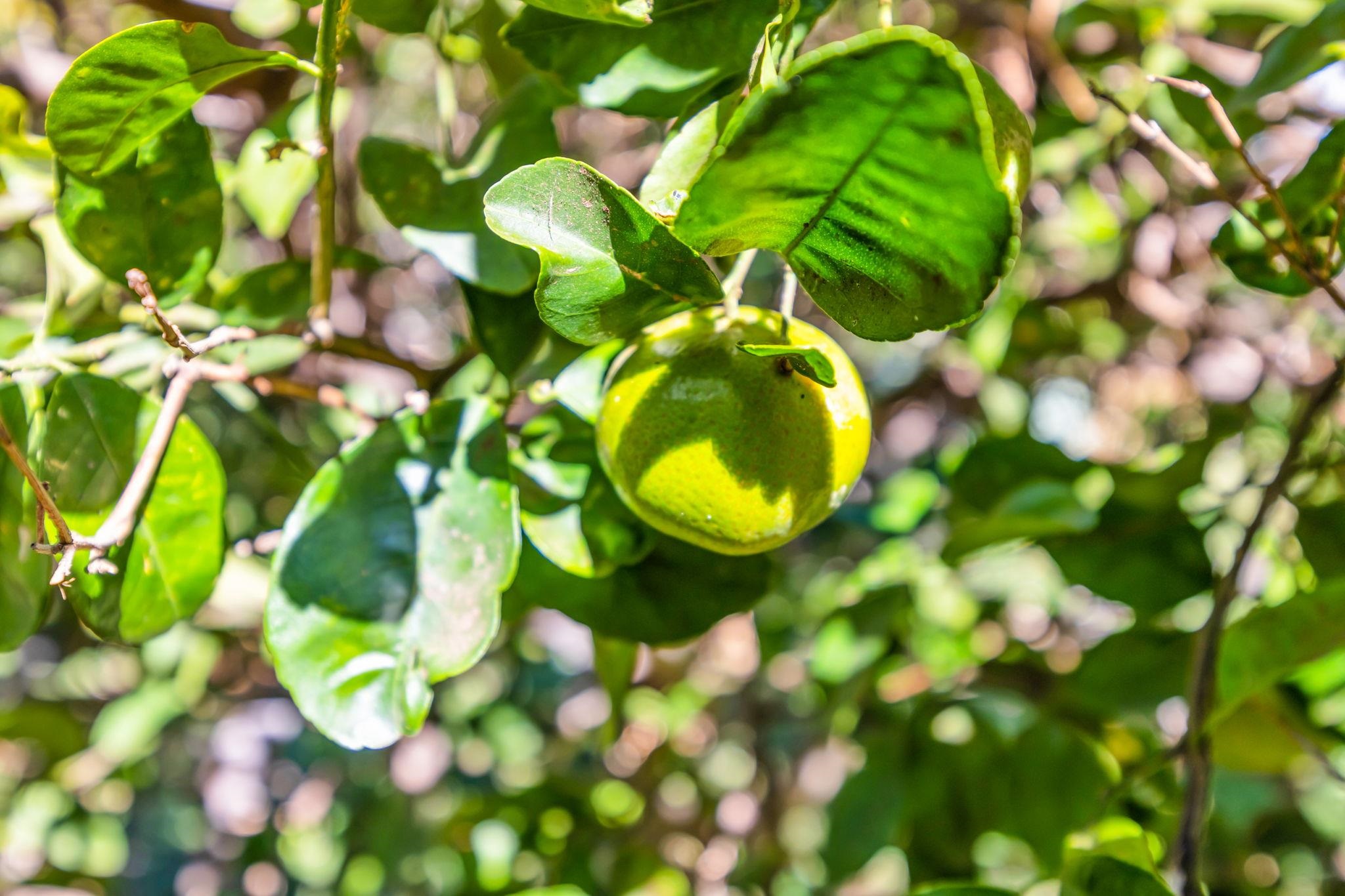 140 Uwapo Road, Unit 36104 Kihei, HI 96753 - Photo 24 of 33 a view of a tree