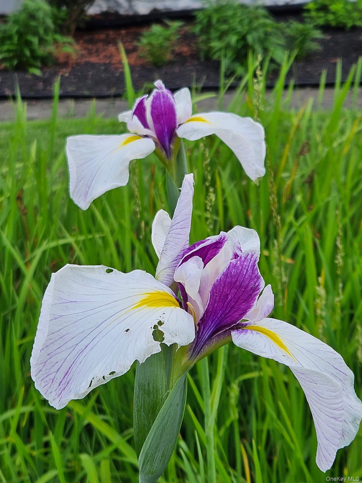 134 Dalmeny Road Briarcliff Manor, NY 10510 - Photo 41 of 44 a view of a house with a backyard and a pool