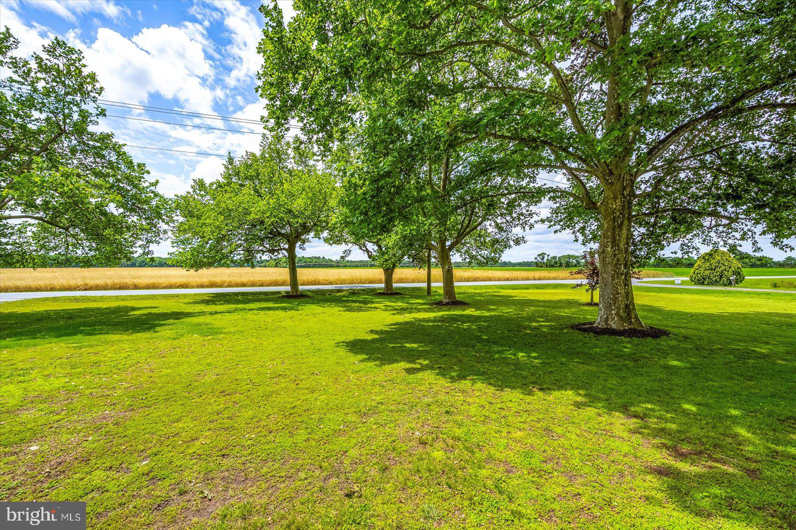 8807 Woodland Ferry Road Laurel, DE 19956 - Photo 73 of 90 Expansive front yard with specimen trees for shade