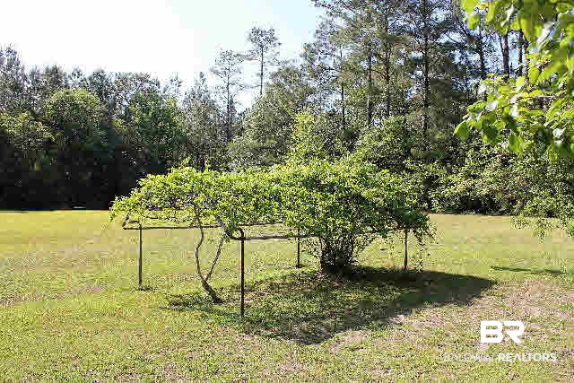 12836 Anna's Way Stapleton, AL 36578 - Photo 35 of 43 Scuppernong Vine