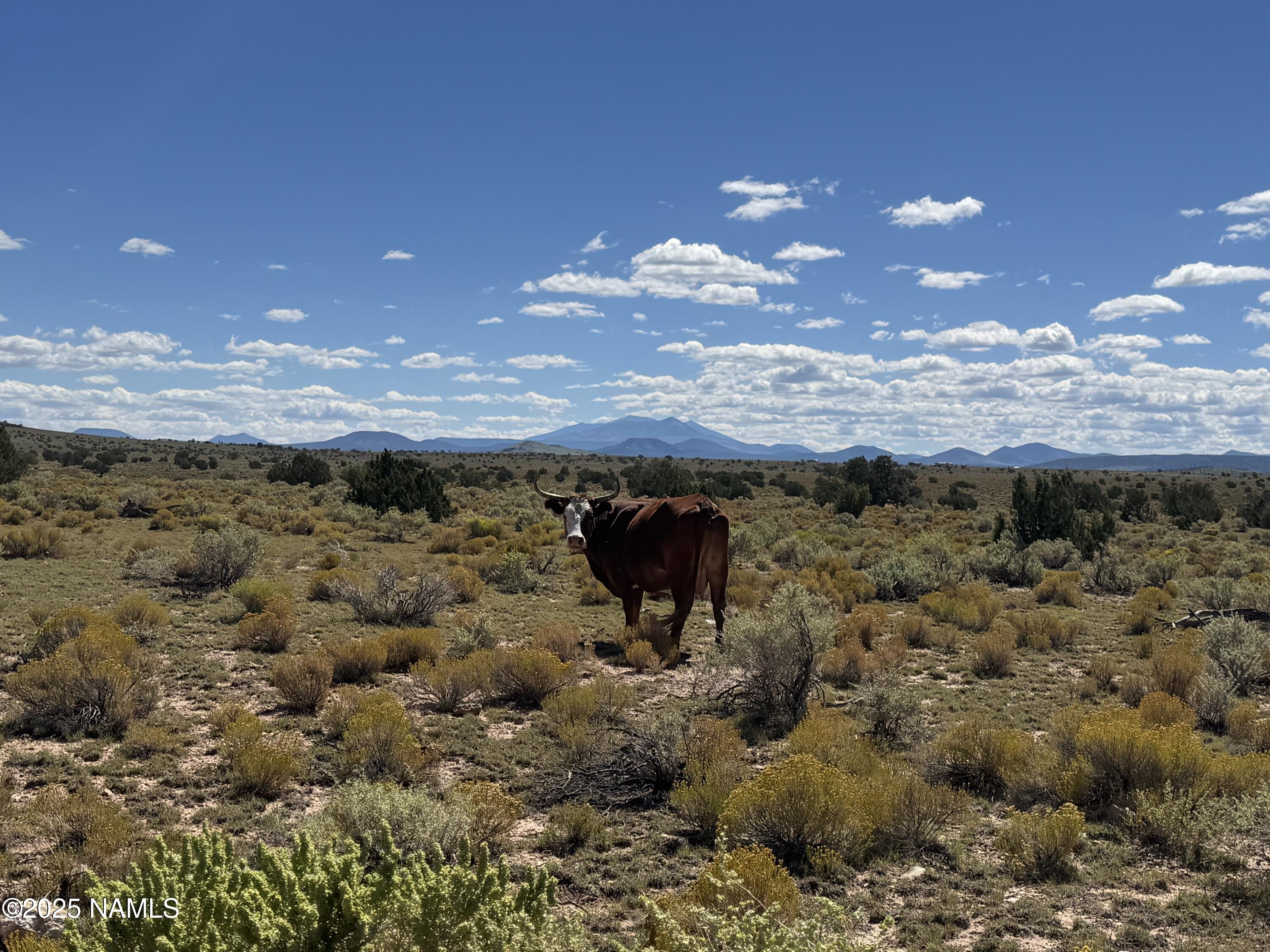 3132 Apollo Avenue Williams, AZ 86046 - Photo 3 of 7 a view of a sky