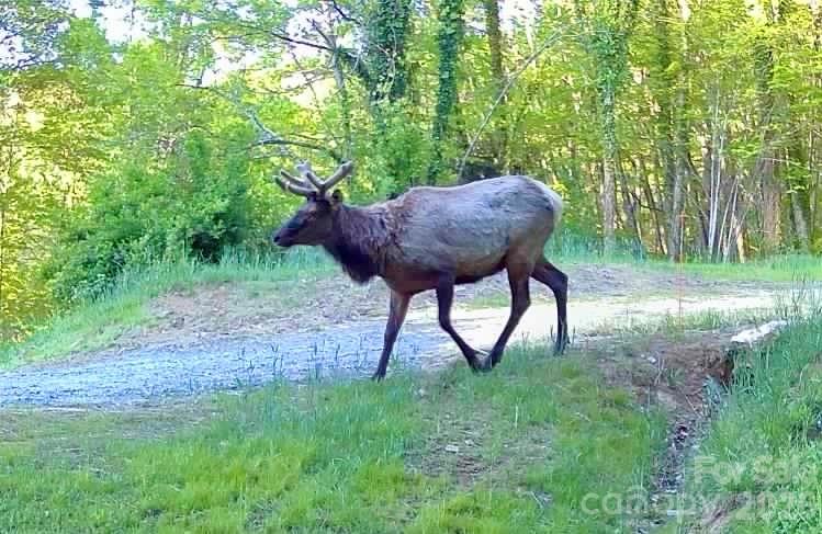 West Lot) Meadow Fork Road Hot Springs, NC 28743 - Photo 5 of 23