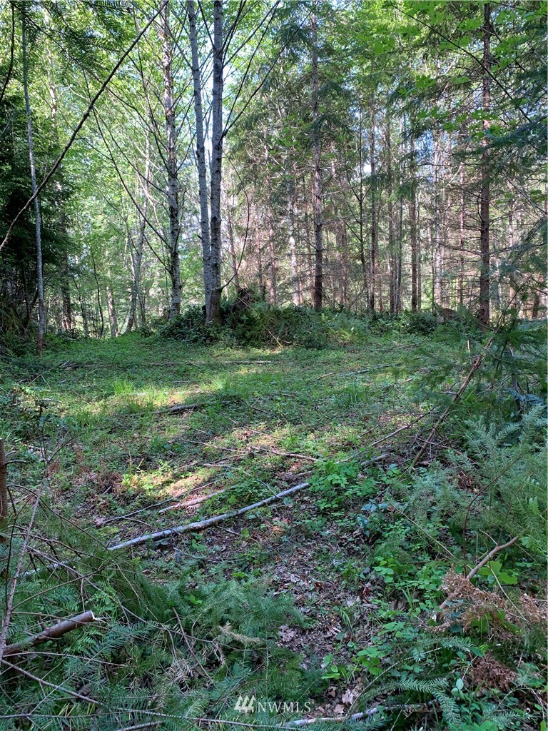 0 Bennett Road Randle, WA 98377 - Photo 3 of 9 Gallery Image 3