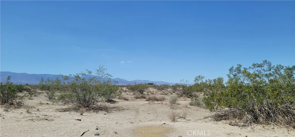 a view of a dry yard with trees in the background