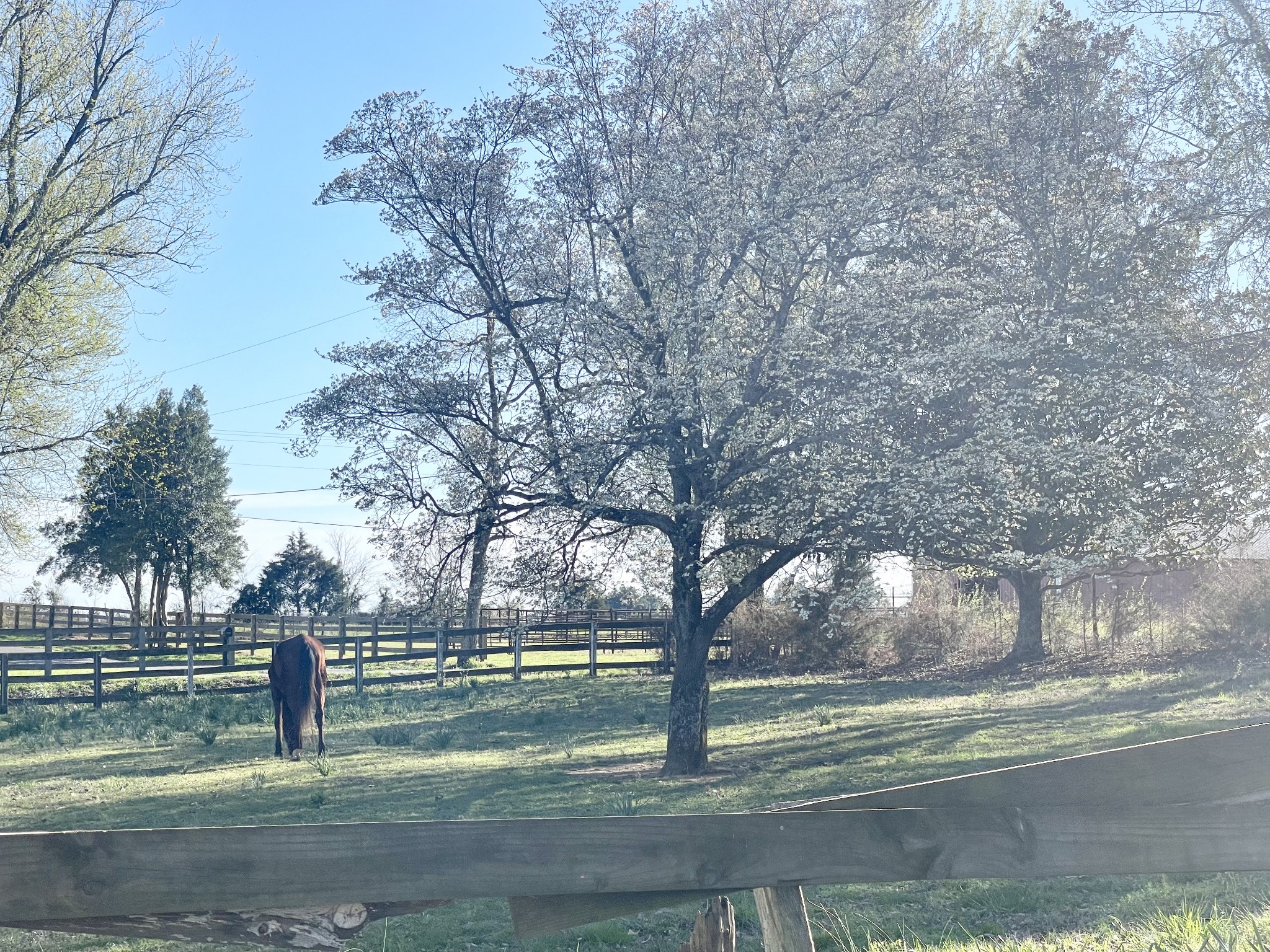 725 Kingdom Road Unionville, TN 37180 - Photo 4 of 26 a view of a yard with large trees
