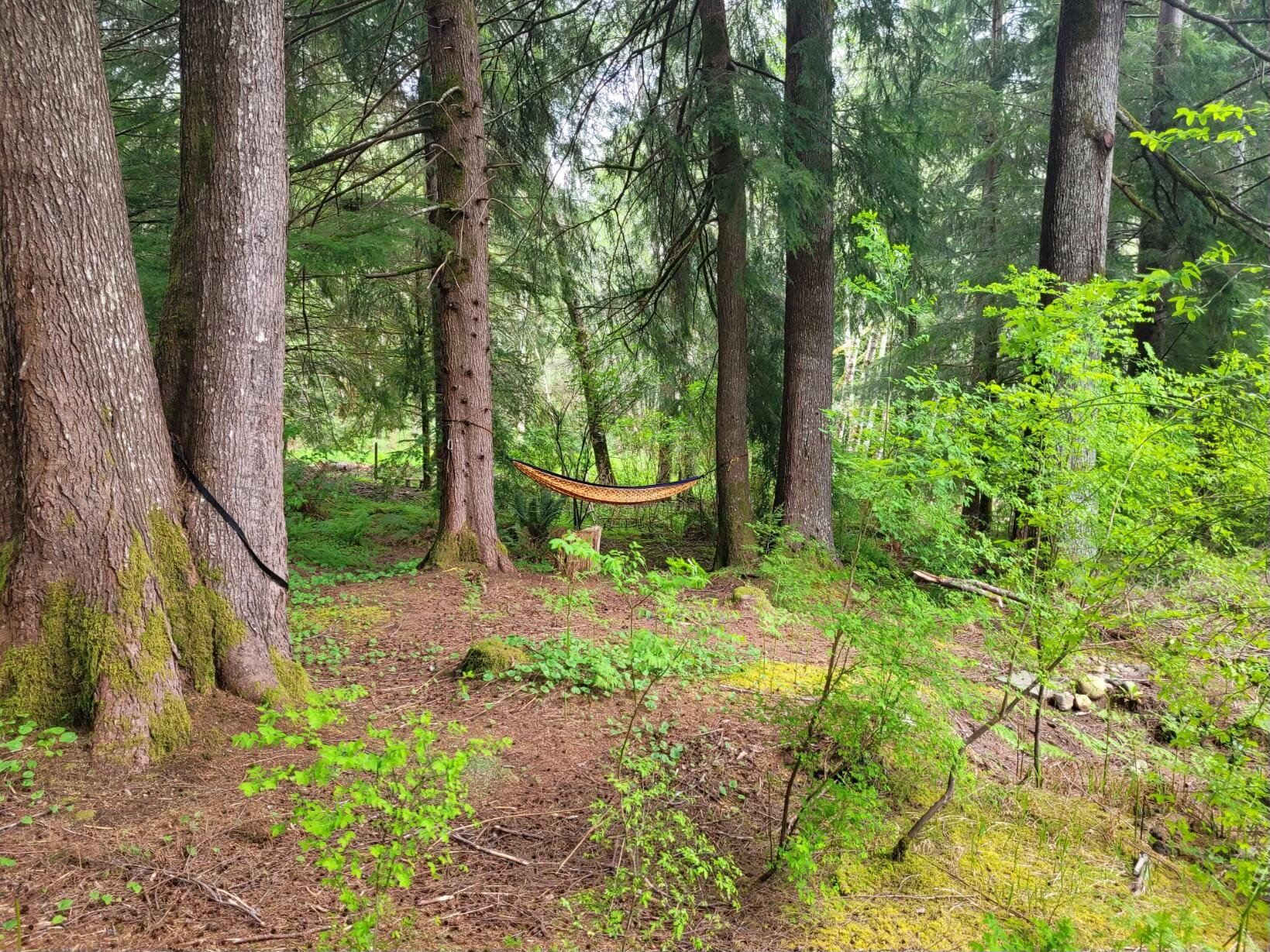 17550 Crest View Lane Nehalem, OR 97131 - Photo 19 of 20 20240424_124914