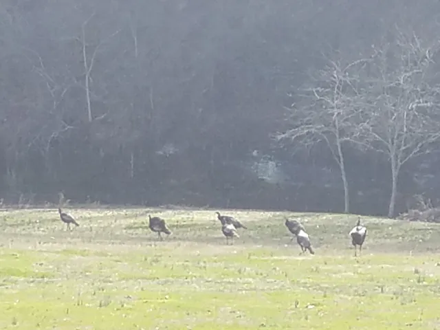 $825,000 | 323 Spring Creek Road, Lawrenceburg, TN 38464