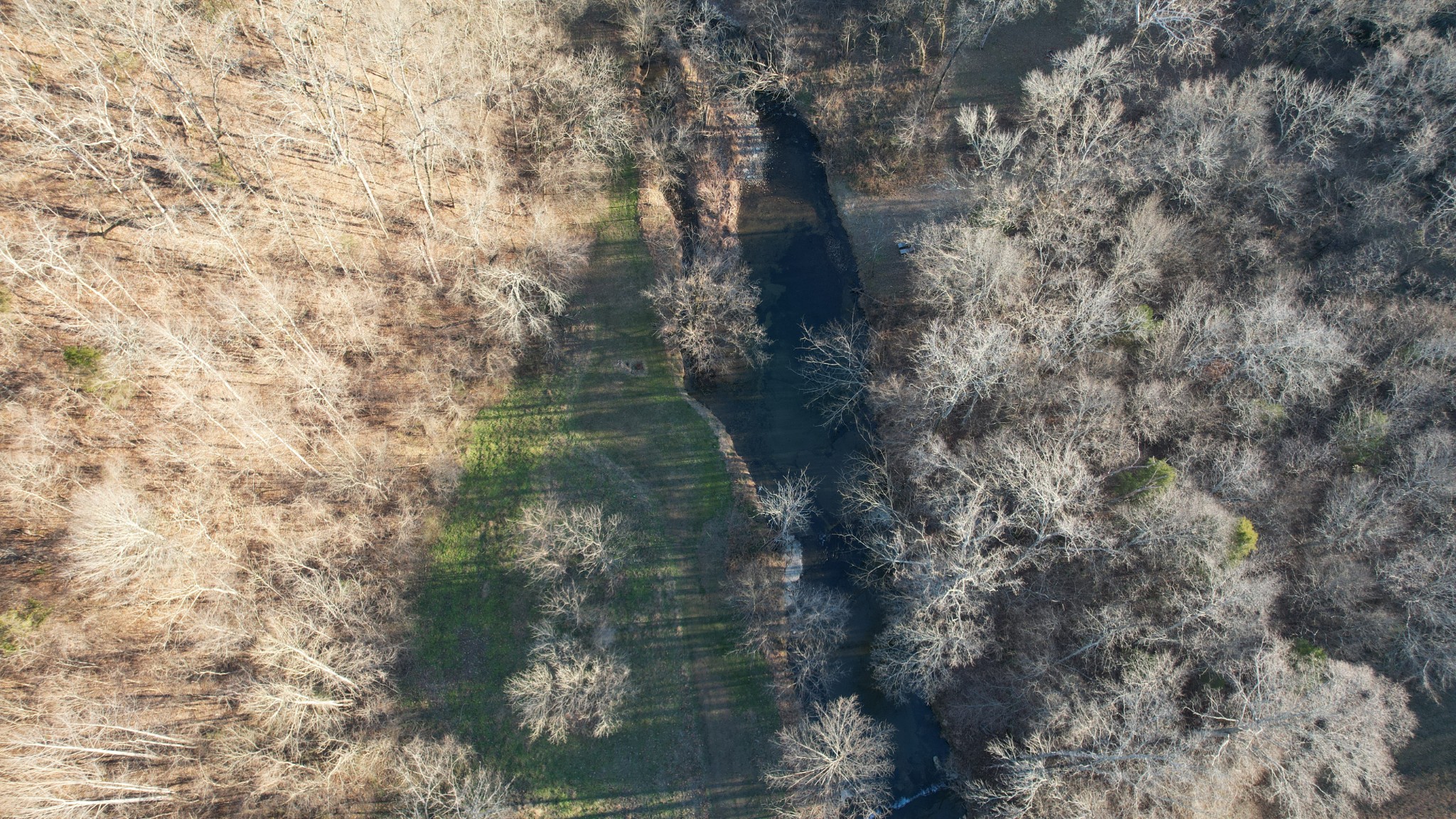 323 Spring Creek Road Lawrenceburg, TN 38464 - Photo 47 of 49 a close up of a tree