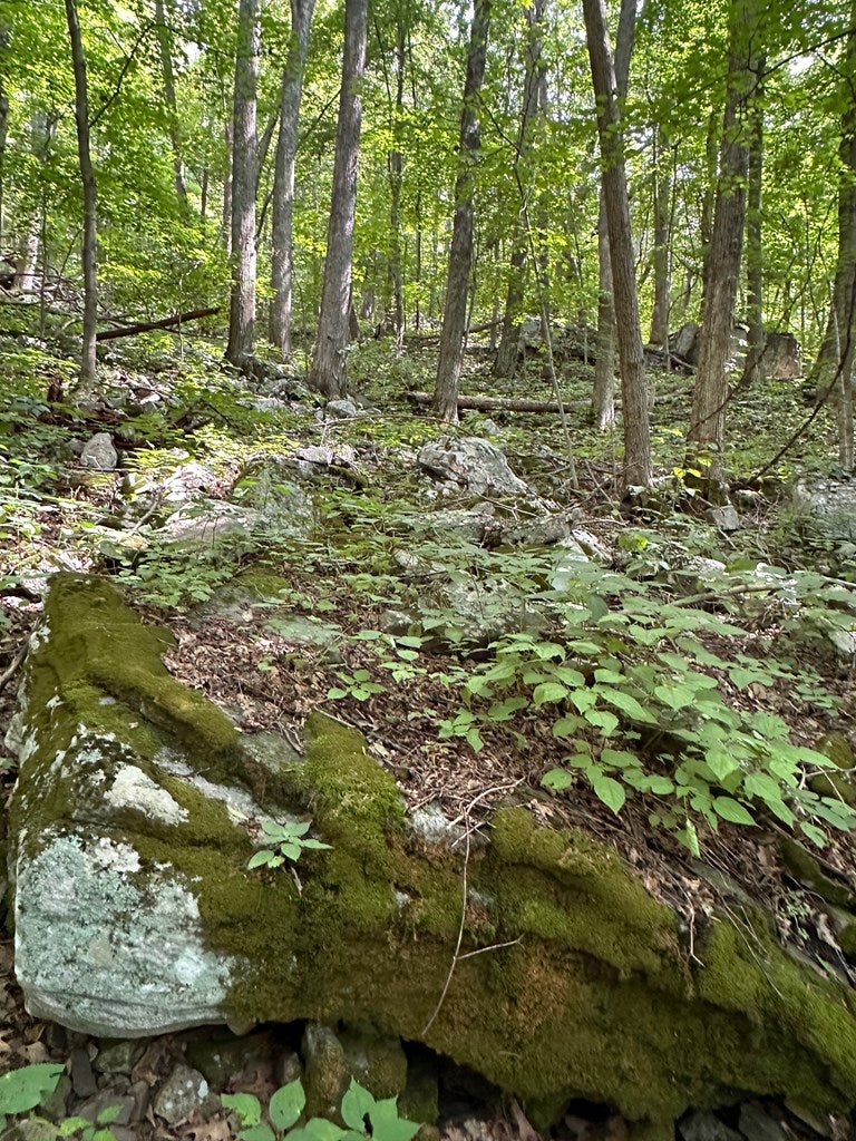 Tbd Blankenship Mountain Road Narrows, VA 24124 - Photo 4 of 10 Gallery Image 4