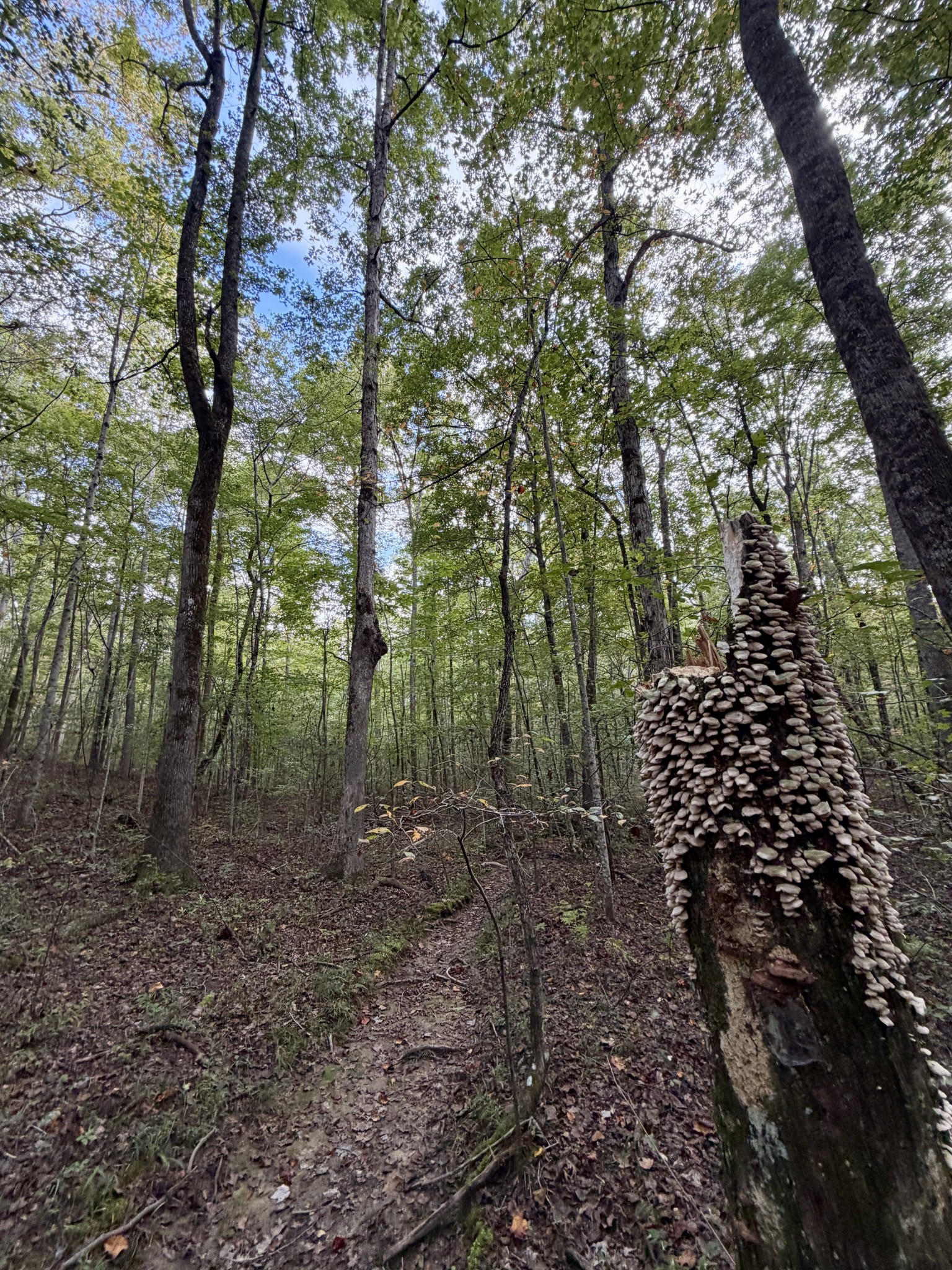1 Three Forks Road Linden, TN 37096 - Photo 19 of 34 a view of a forest