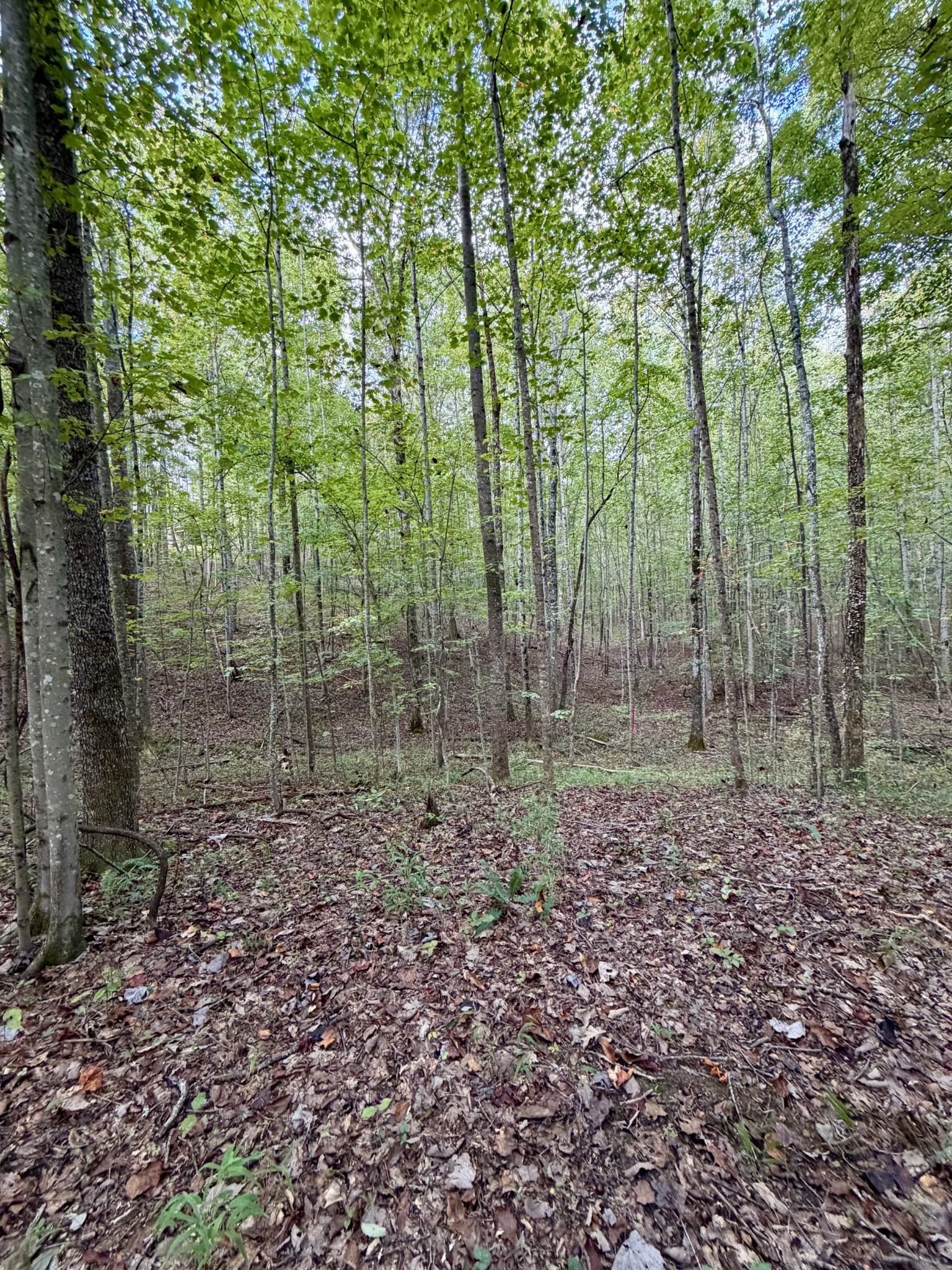 1 Three Forks Road Linden, TN 37096 - Photo 20 of 34 a view of a forest that has large trees