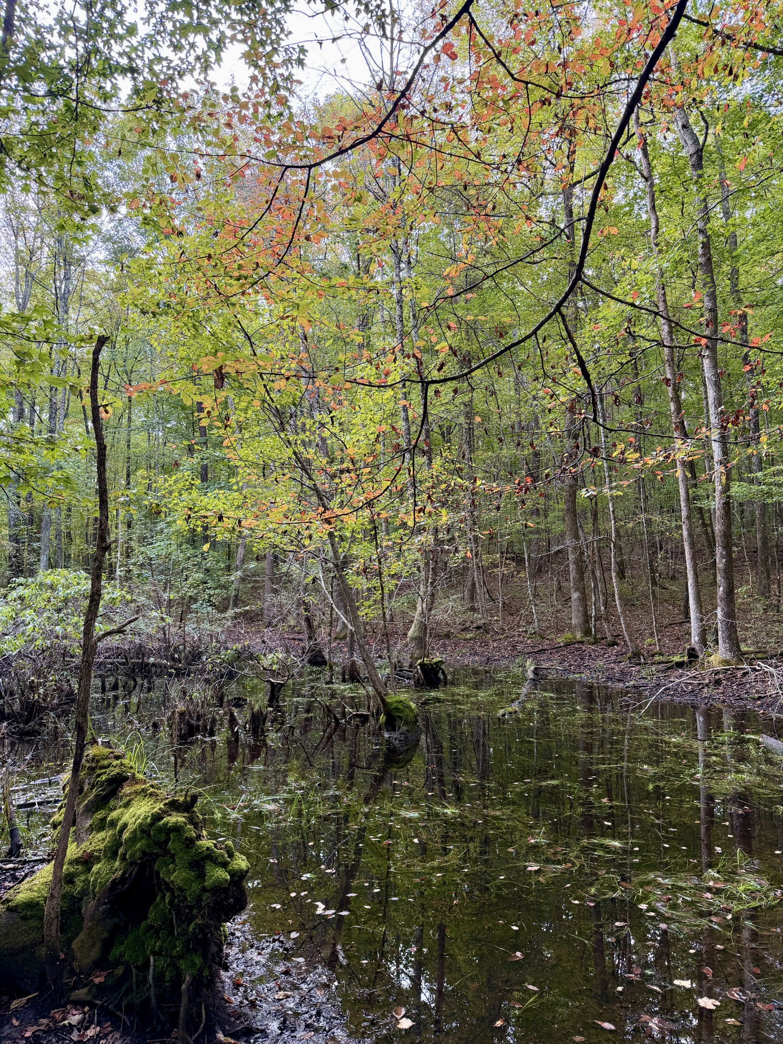1 Three Forks Road Linden, TN 37096 - Photo 2 of 34 a backyard of a house with lots of plants and trees