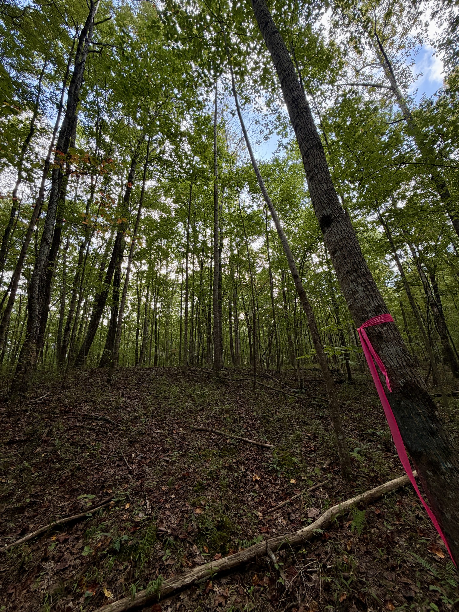 1 Three Forks Road Linden, TN 37096 - Photo 21 of 34 a view of a backyard