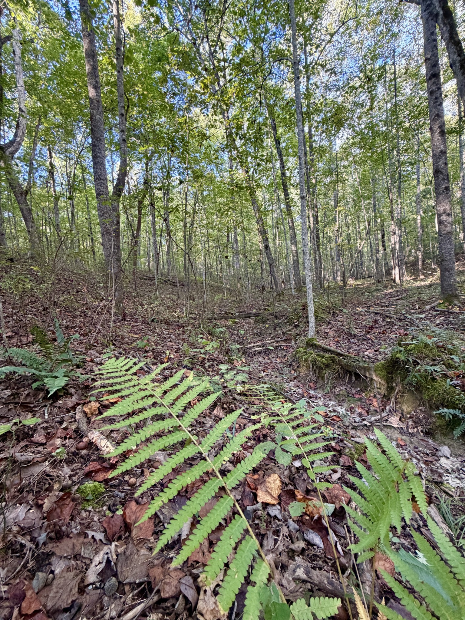 1 Three Forks Road Linden, TN 37096 - Photo 22 of 34 a backyard of a house with lots of green space