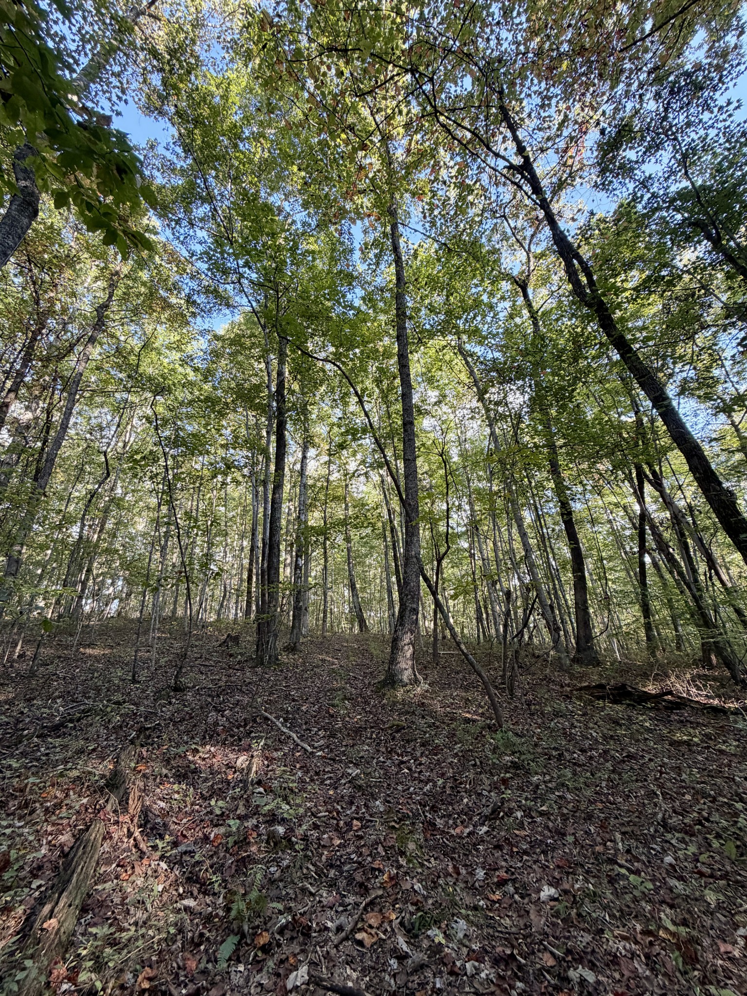 1 Three Forks Road Linden, TN 37096 - Photo 23 of 34 a view of a forest
