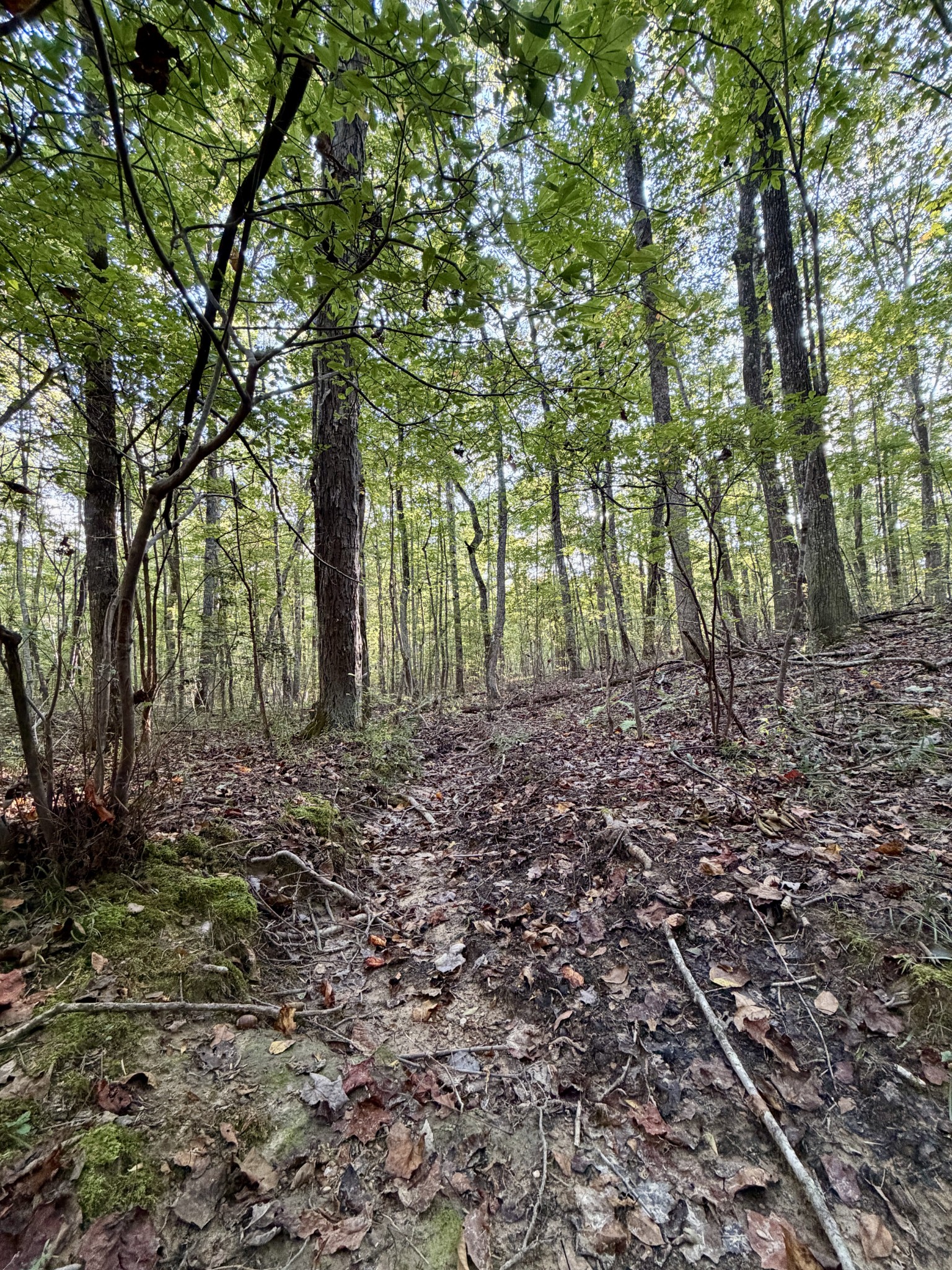 1 Three Forks Road Linden, TN 37096 - Photo 24 of 34 a view of a forest with trees