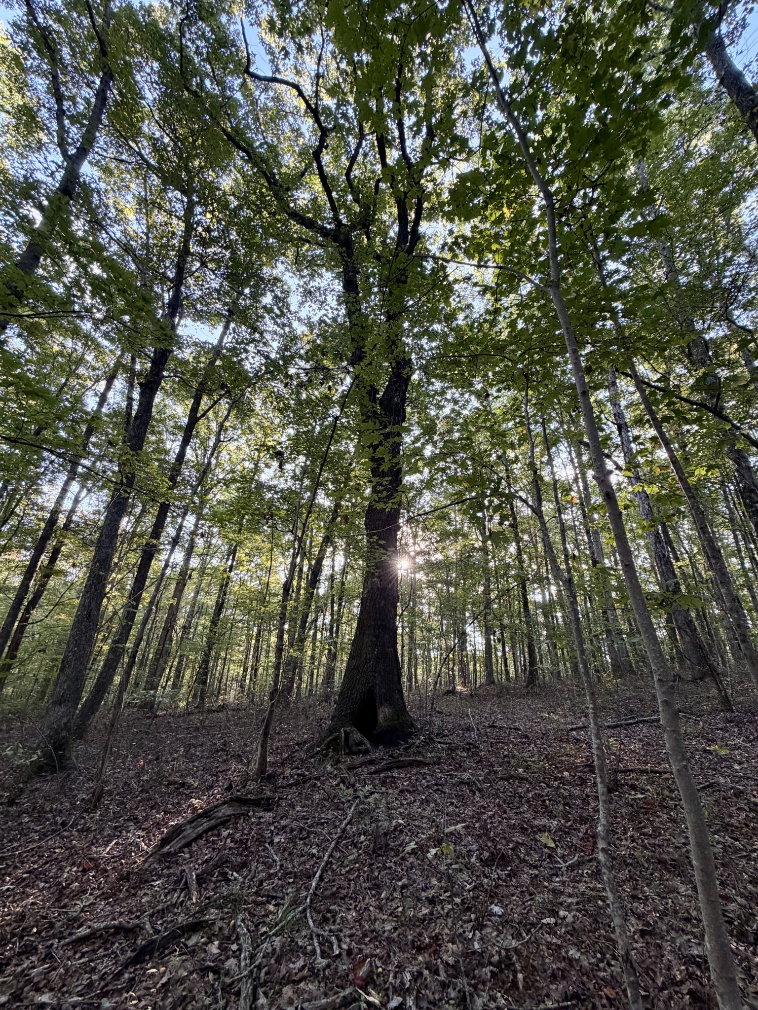 1 Three Forks Road Linden, TN 37096 - Photo 25 of 34 a view of a yard with plants and large trees
