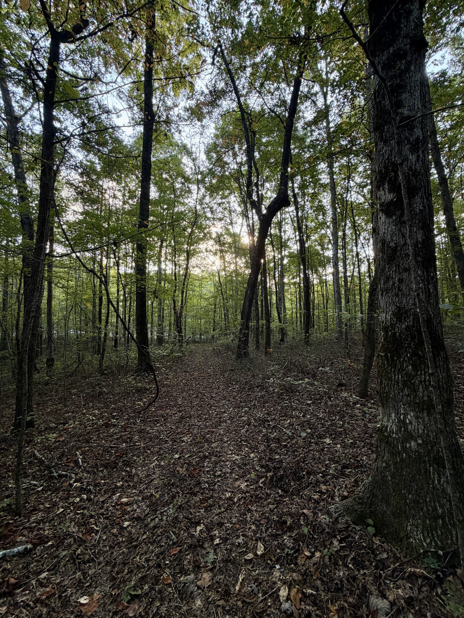1 Three Forks Road Linden, TN 37096 - Photo 26 of 34 a view of outdoor space and green space