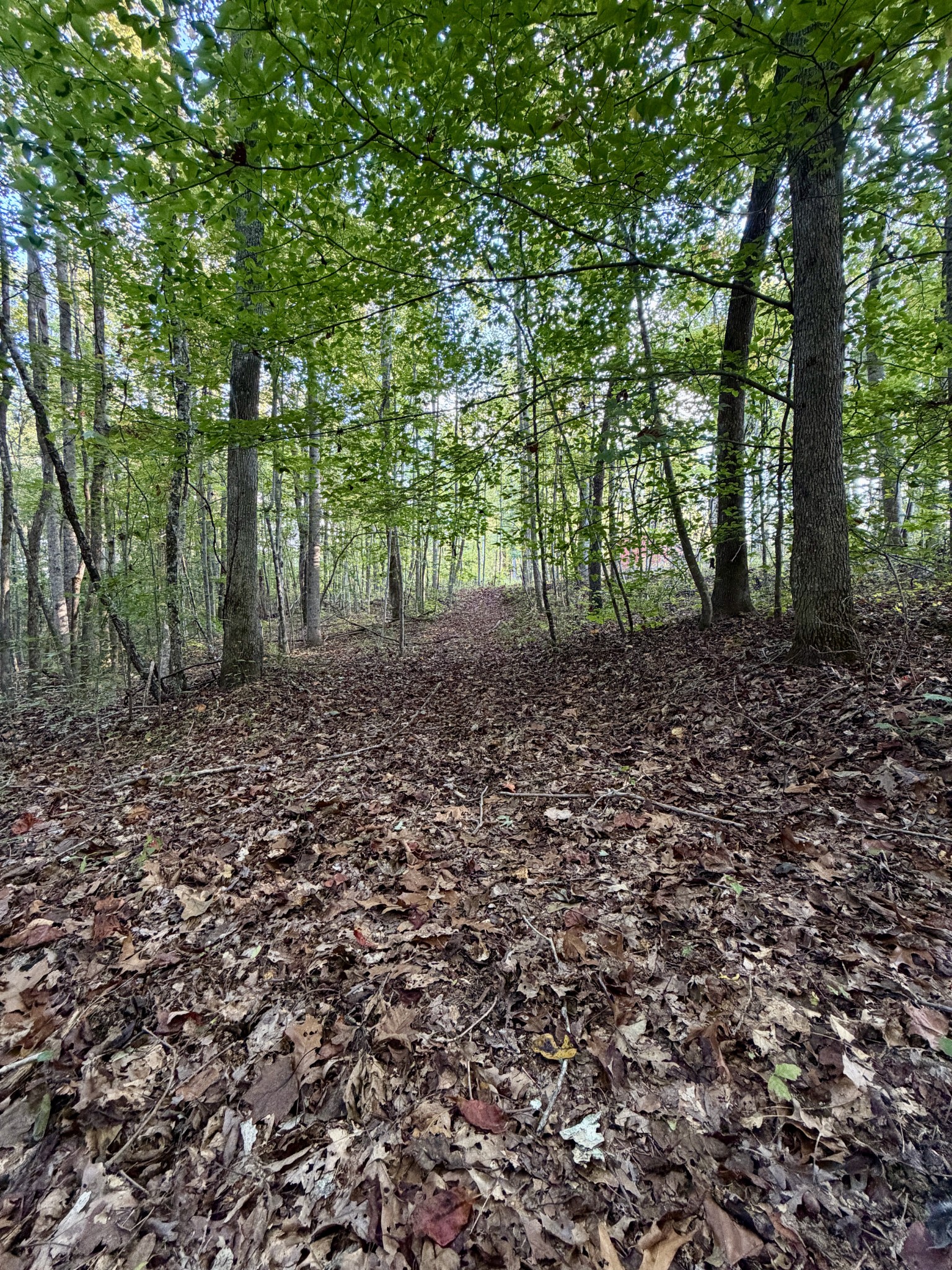 1 Three Forks Road Linden, TN 37096 - Photo 27 of 34 a big yard with lots of green space