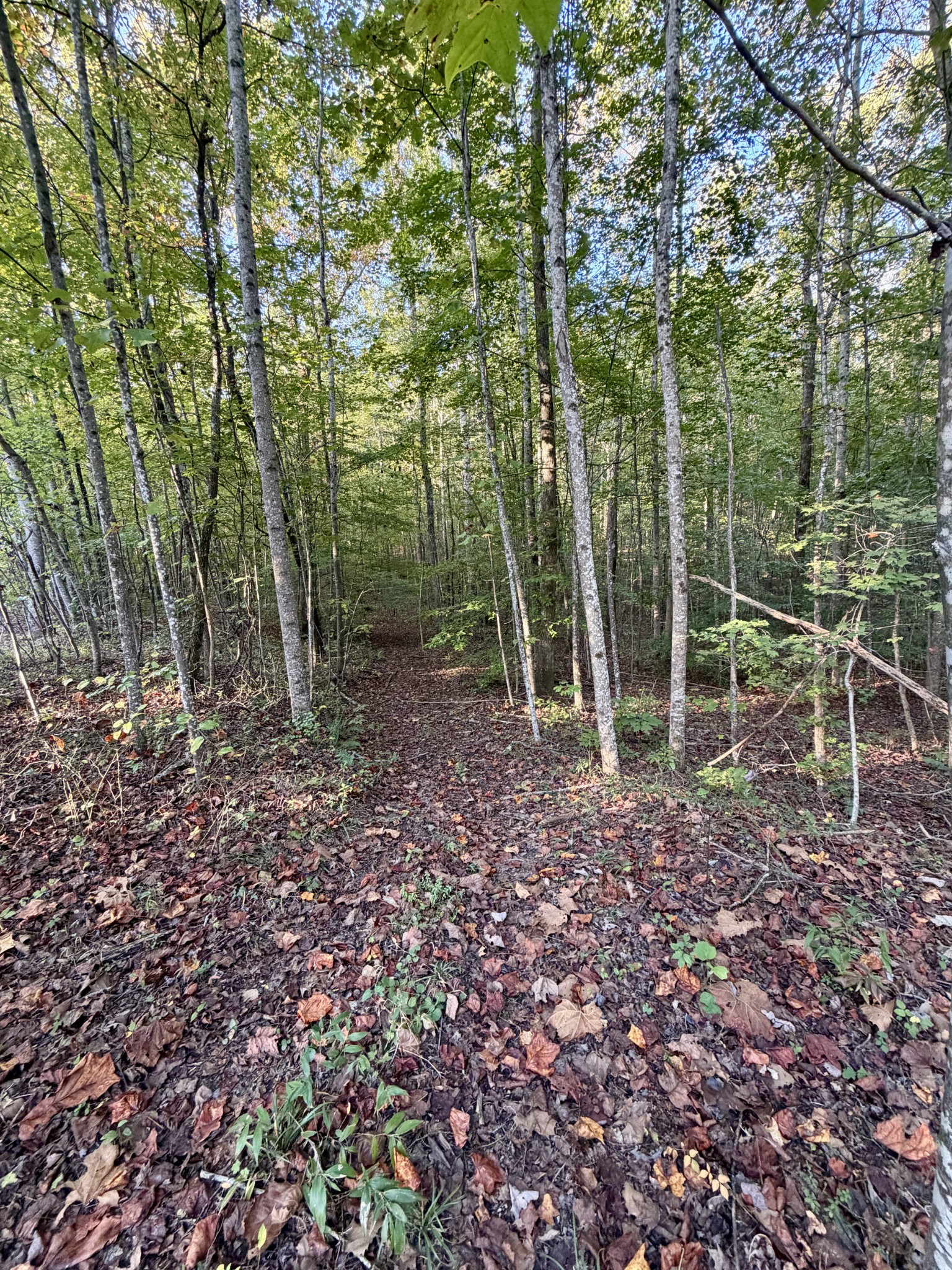 1 Three Forks Road Linden, TN 37096 - Photo 28 of 34 a backyard of a house with lots of green space