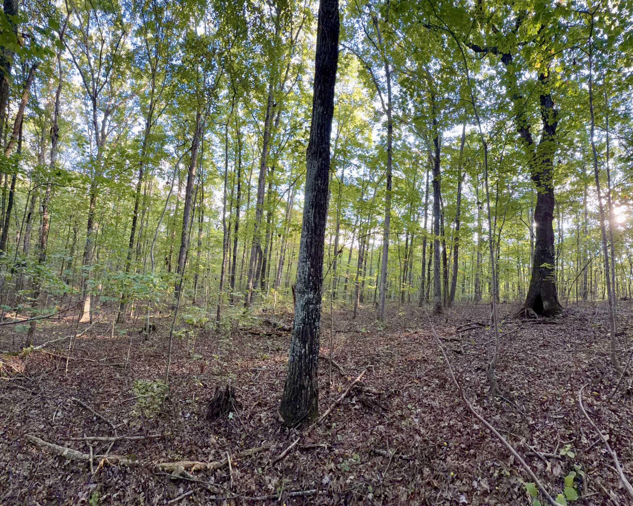 1 Three Forks Road Linden, TN 37096 - Photo 30 of 34 a view of outdoor space and green space